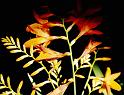 (22) montbretia